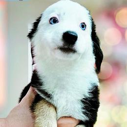 Kitty - Black tri female Miniature Australian Shepherd puppy in Punta Gorda, Florida from Christie's Creekside Aussies