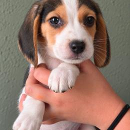 Hershey - Black white and tan male Beagle puppy in Lake City, Florida from Sunkissed Beagles