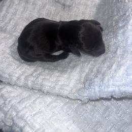 Millie - Black and tan female Dachshund puppy in Turtletown, Tennessee from Stachia’s C4 Dachshunds