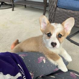 Waldo - Red male Pembroke Welsh Corgi puppy in Urbana, Ohio from Edgewood Farm and Kennel