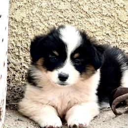 Starbucks - Black and white female American Corgi puppy in Bayard, Nebraska from Puppies by Alies