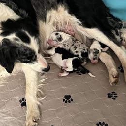 Border Collie Puppies from Roaring River Border Collies