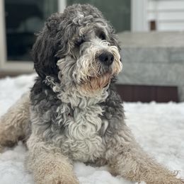 Marlow - Bernedoodle