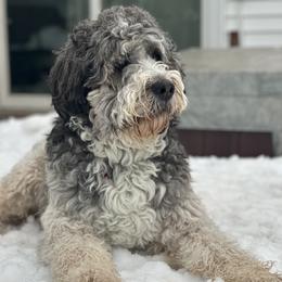 Marlow - Bernedoodle