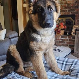 German Shepherd Puppies from Ewig Krieger Kennels