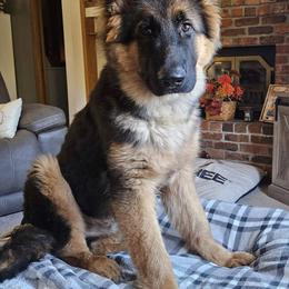 German Shepherd Puppies from Ewig Krieger Kennels