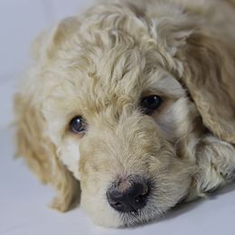 Double Doodle and Goldendoodle Puppies from Remi’s DoubleDoodles