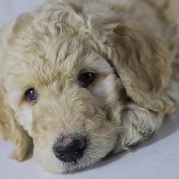 Double Doodle and Goldendoodle Puppies from Remi’s DoubleDoodles
