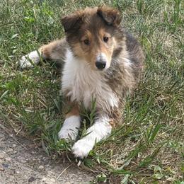 Scottish Collie Puppies from Sundance Scottish-Colleys