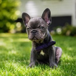 Grogu - male French Bulldog puppy in Bath, Michigan from Bailey Family Frenchies