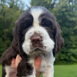 Weller - Liver and white female English Springer Spaniel puppy in Hawesville, Kentucky from Bristol’s Southern English Springer Spaniels