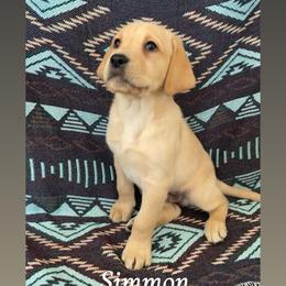 Simmon - Yellow male Labrador Retriever puppy in Wyalusing, Pennsylvania from Cooley’s Labradors Retrievers