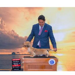 AKC Ch Journey - Dachshund