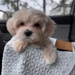 Maltipoo puppies from Pepper Patch Puppies
