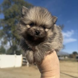 Scott - Wolf sable male Pomeranian puppy in Newport Beach, California from Exotic City Pomeranians and chihuahuas