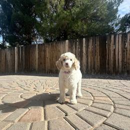 Patch - Parti male Poodle puppy in Chino Valley, Arizona from Whiskey Row Royals