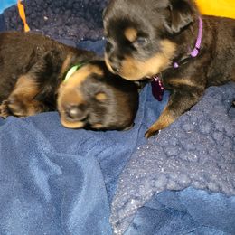 Rottweiler Puppies from Von Haus of Pearl