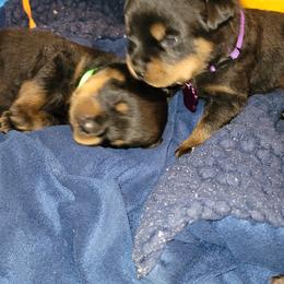 Rottweiler Puppies from Von Haus of Pearl