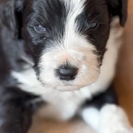 Arlo - Black and white male Bernedoodle puppy in Grant City, Missouri from Timberline Paws