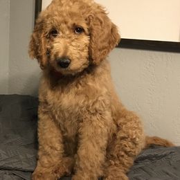 Goldendoodle Puppies from Penny Doodles