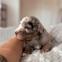 Yosemite, Girl - Chocolate merle female Bernedoodle puppy in Maricopa, Arizona from Desert Ridge Doodles