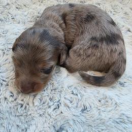 Girl 1 - Dapple female Dachshund puppy in Farmerville, Louisiana from Hancock House of Basset Hounds & Mini Dachshunds