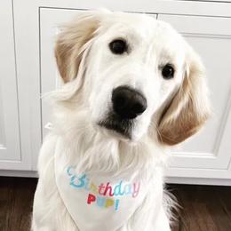 German Shepherds and Golden Retrievers from Le Blanc’ English Goldens and Shepherds LLC