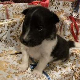 Dumpling - Black and white male Shetland Sheepdog puppy in Commiskey, Indiana from Windy Haven Farm