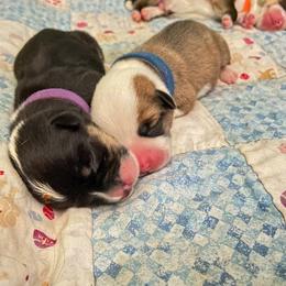 Pembroke Welsh Corgi Puppies from Annwyl McCorgis