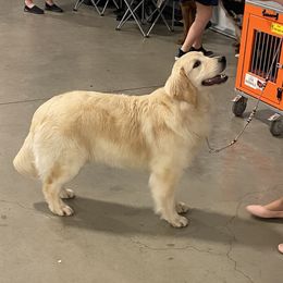 Peach - Golden Retriever
