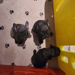 Boy 3 - French Bulldog puppy in Cape Coral, Florida from Arralaine Pups