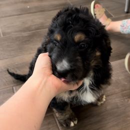 Bernedoodle and Goldendoodle Puppies from Central Texas Doodles