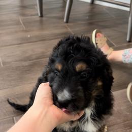 Bernedoodle and Goldendoodle Puppies from Central Texas Doodles