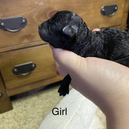 Maltipoo Puppies from Sugar's Maltipoo's
