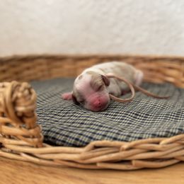 Ms. Light Pink - Blenheim female Cavalier King Charles Spaniel puppy in Port Richey, Florida from Sunshine State Cavaliers