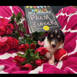 Plum - Black white and tan female Collie puppy in Carencro, Louisiana from Cajun Bayou's Collies LLC