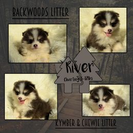 River - Blue male Pomsky puppy in Claremore, Oklahoma from T-Town Acres