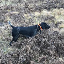 German Shorthaired Pointer All Grown Up from Temple Gun Dogs