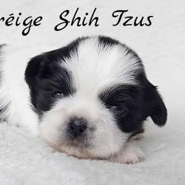 LUNA - ADOPTED! - Black and white female Shih Tzu puppy in Middle Grove, New York from Beirin Breige Shih Tzus