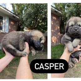 Neapolitan Mastiff and Tibetan Mastiff Puppies from Carolina Coastal Mastinos