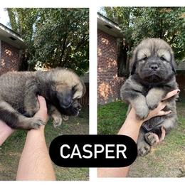 Neapolitan Mastiff and Tibetan Mastiff Puppies from Carolina Coastal Mastinos