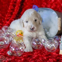 Goldendoodle, Labradoodle, and Poodle Puppies from CNR Farms