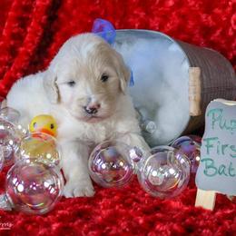 Goldendoodle, Labradoodle, and Poodle Puppies from CNR Farms