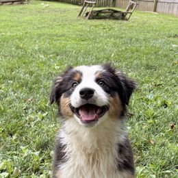 Violet - Black tri-color female Australian Shepherd puppy in Parkton, Maryland from Leeland Australian Shepherds