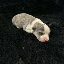LEONARDO (LEO) - Blue male Pembroke Welsh Corgi puppy in Drain, Oregon from Sunnydale Corgis