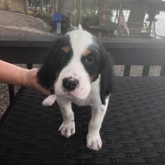 English Setter Puppies from Monkota Setters