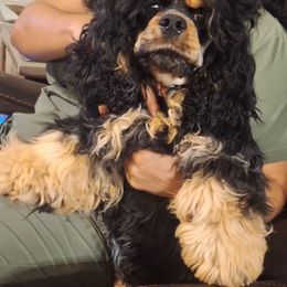 TooToo - Cocker Spaniel