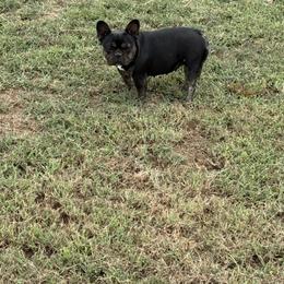 ChaCha - French Bulldog