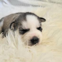 Lily - Gray and white female Siberian Husky puppy in Hebron, Kentucky from Glacier Run Huskies