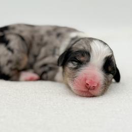 Marilla - Blue merle female Bernedoodle puppy in Bellville, Ohio from Bernedoodle Buddies